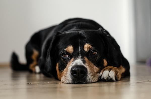 Co czują psy, gdy zostawiasz je same w domu?  - 1. Robią się smutni