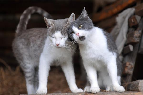 Czy lepiej mieć w domu jednego czy dwa koty?  - Dwa koty to dobra opcja