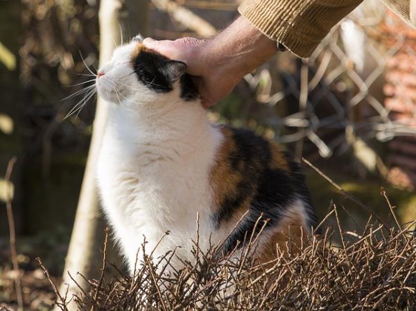 Wskazówki, jak sprawić, by kot był bardziej towarzyski – pozytywne więzi społeczne