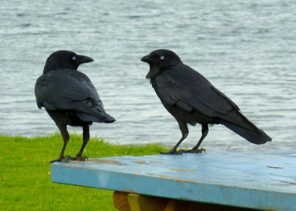 Dlaczego wrony skrzeczą - ton i powtórzenia skrzeku wskazują, czy mają do czynienia z przyjacielem, czy z zagrożeniem