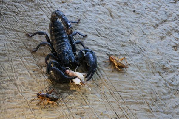 Co jedzą skorpiony?  - Czy skorpiony są mięsożercami czy roślinożercami?