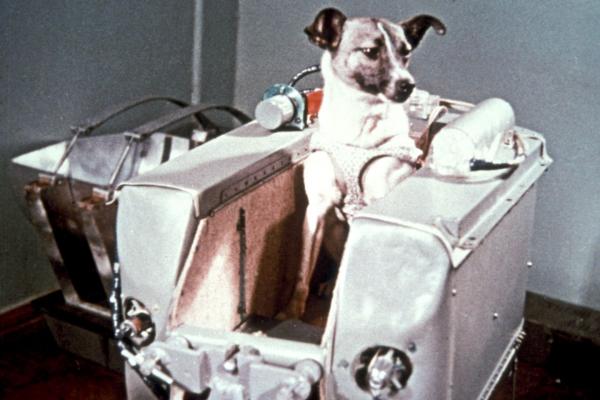 Biografia Łajki, psa astronauty - historia, którą opowiedzieli i ta, która wydarzyła się naprawdę