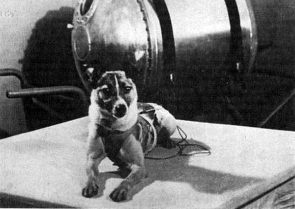 Biografia Łajki, psa astronauty - Łajki, gospodarza rasy mieszanej do eksperymentu