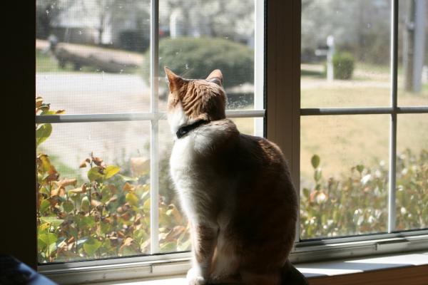 Co robią koty, gdy są same?  - 4. Wyglądają przez okno lub idą na spacer