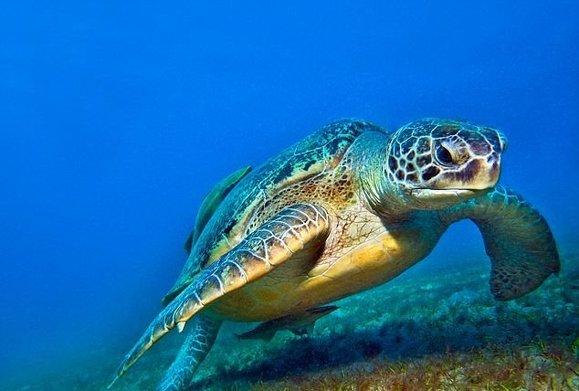 10 najwolniejszych zwierząt na świecie – żółw karetta