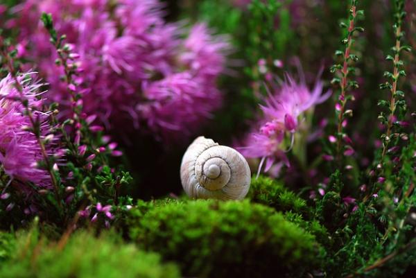 10 najwolniejszych zwierząt na świecie - ślimak ogrodowy