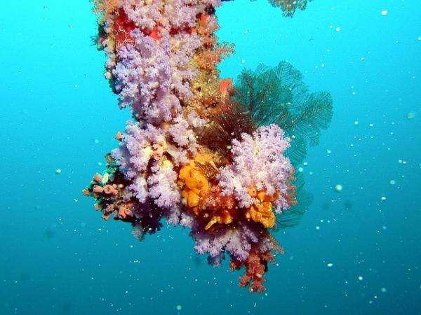 10 najwolniejszych zwierząt na świecie – koralowce 