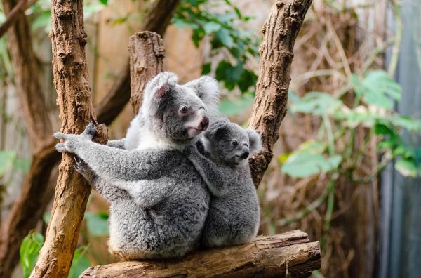 10 najwolniejszych zwierząt na świecie - Koala