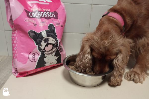 Myślę, że domowe jedzenie dla psów - co jest lepsze?  - Myślę, że dla psów: cechy i korzyści	