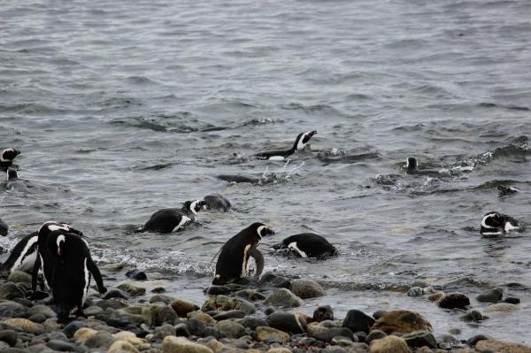 Penguin's Feeding - Jak polują pingwiny?