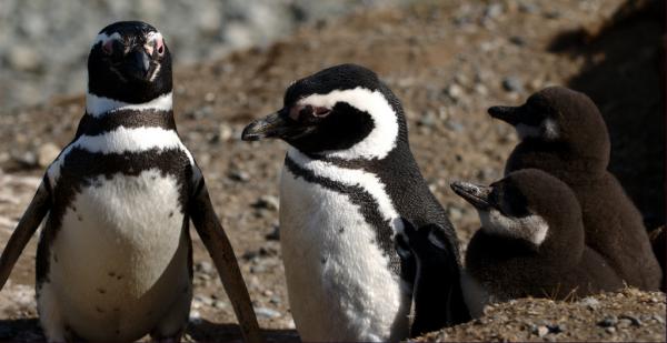 Rodzaje pingwinów - pingwin magellański