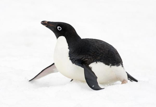 Rodzaje pingwinów - Adelie Penguin