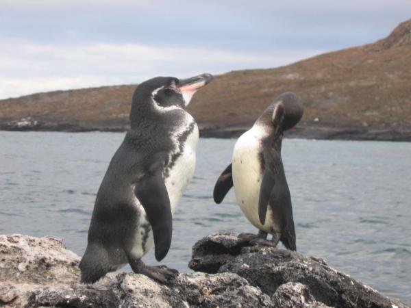 Rodzaje pingwinów - Galapagos Penguin