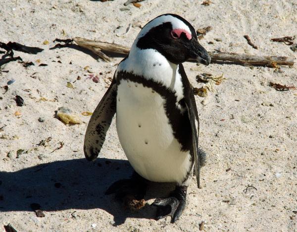 Rodzaje pingwinów - pingwin afrykański 