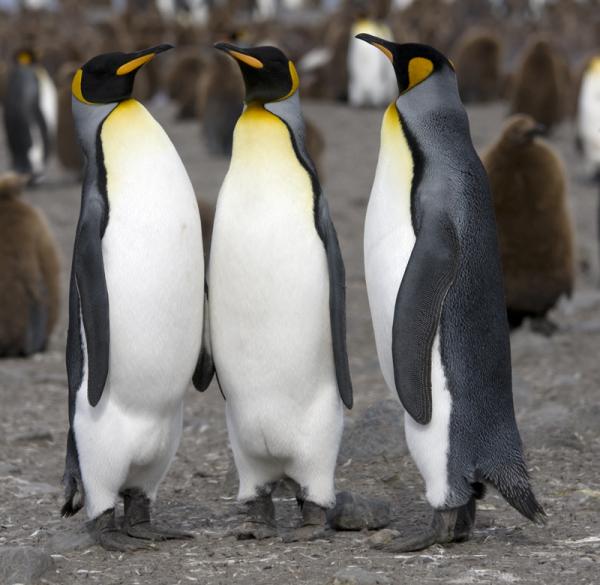 Rodzaje pingwinów - King Penguin
