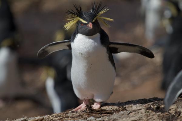 Rodzaje pingwinów - Rockhopper Penguin