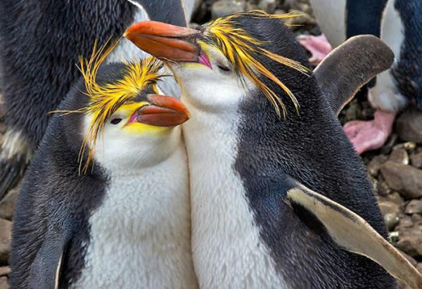 Rodzaje pingwinów - wyprostowany pingwin czubaty
