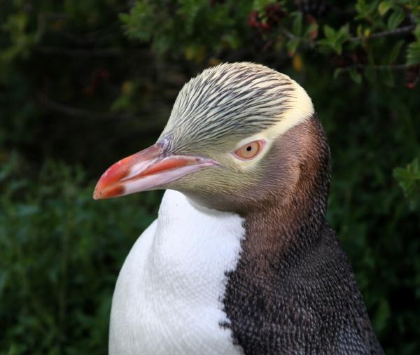 Rodzaje pingwinów - pingwin żółtooki