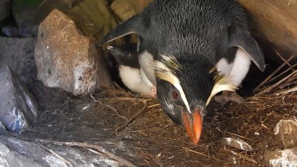 Rodzaje pingwinów - Fiordland Penguin 