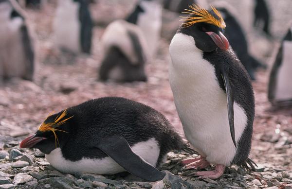 Rodzaje pingwinów - pingwin makaronowy