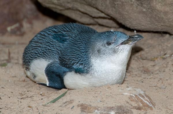Rodzaje pingwinów - Little Blue Penguin 