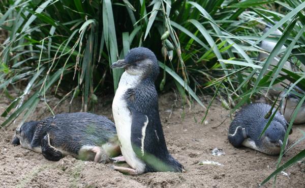 Rodzaje pingwinów - białoskrzydły pingwin karłowaty