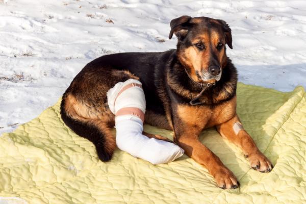 Złamania łapy psa - objawy i leczenie - rodzaje złamań łapy psa
