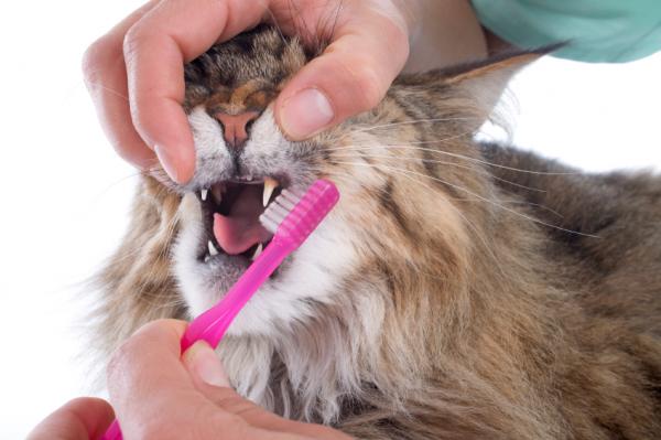 Zapalenie dziąseł u kotów — zapobiegaj zapaleniu dziąseł u kota