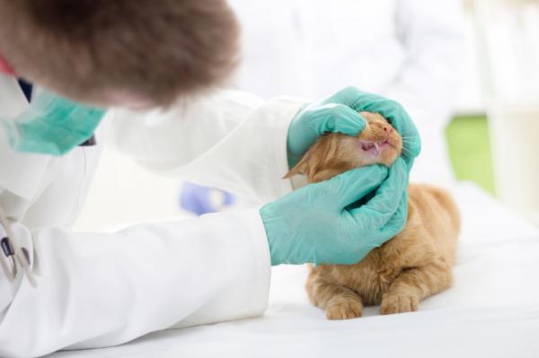Zapalenie dziąseł u kotów - Rozpoznawanie zapalenia dziąseł: objawy zapalenia dziąseł u kotów