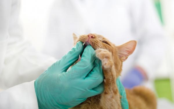 Zapalenie dziąseł u kotów - leczenie zapalenia dziąseł u kotów