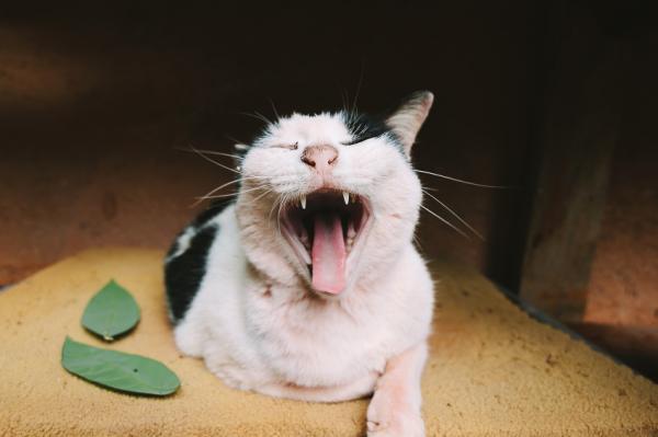 Zapalenie dziąseł u kotów - przyczyny zapalenia dziąseł u kotów