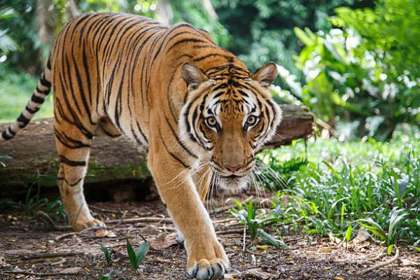 12 zwierząt żyjących w lesie - 6. Tygrys