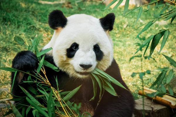 12 zwierząt żyjących w lesie - 5. Panda wielka