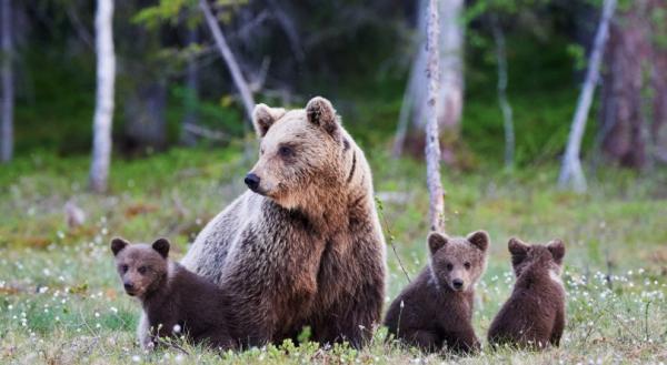 12 zwierząt żyjących w lesie - 1. Niedźwiedź brunatny