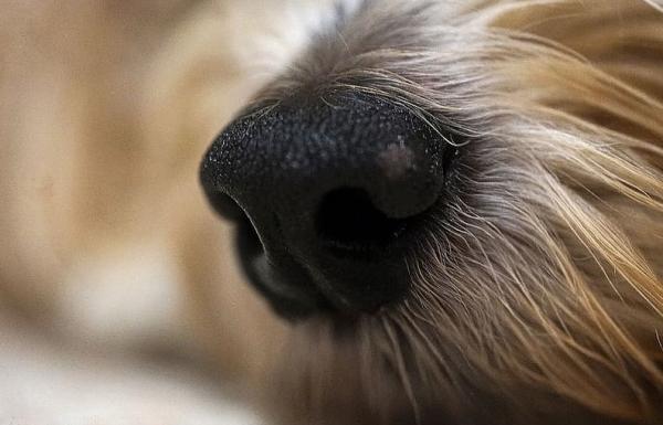 Czy psy wykrywają koronawirusa?  - Cudowny zapach psów
