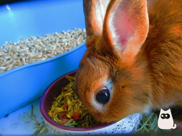 Czy króliki mogą jeść winogrona?  - Ile królik zjada dziennie