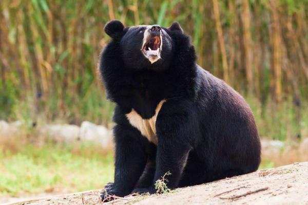 50 zwierząt z Japonii - 1. Niedźwiedź czarny azjatycki
