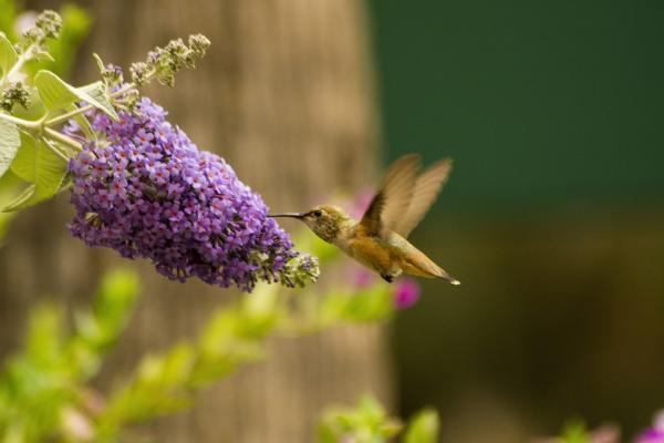 Dlaczego kolibry trzepoczą bardzo szybko?  - Jak szybko bije serce kolibra?