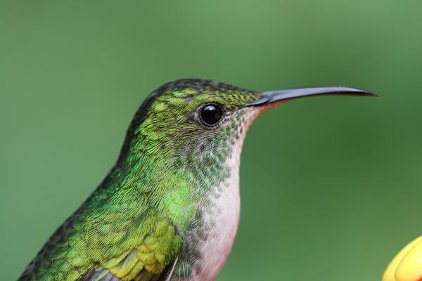 Dlaczego kolibry trzepoczą bardzo szybko?  - Charakterystyka kolibrów