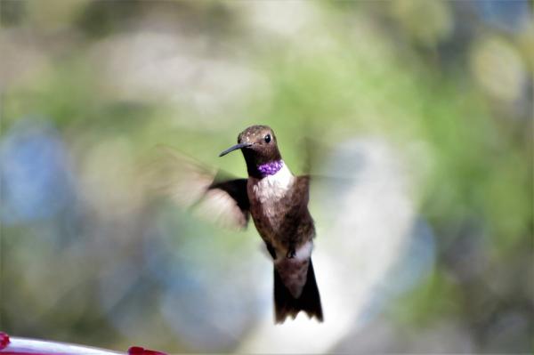 Dlaczego kolibry trzepoczą tak szybko?  - Aerodynamika lotu kolibra