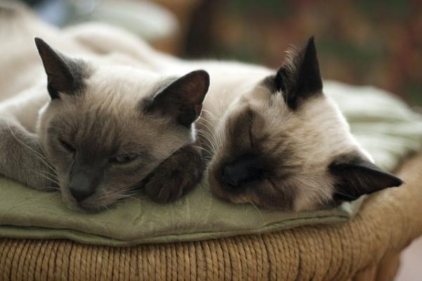 Zapalenie wątroby u kotów - przyczyny, objawy i leczenie - co powoduje zapalenie wątroby u kotów?