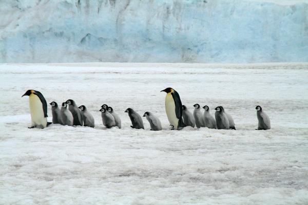 Jak rozmnażają się pingwiny?  - Reprodukcja pingwina cesarskiego