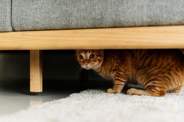 10 rzeczy, których koty boją się najbardziej - 4. Nieznani ludzie