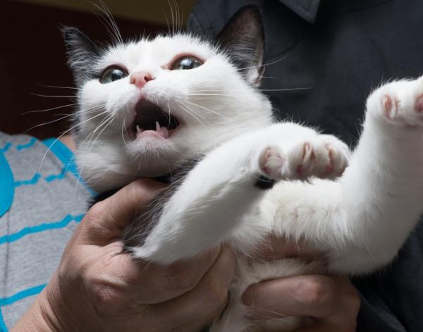 10 rzeczy, których koty boją się najbardziej - 2. Silne zapachy