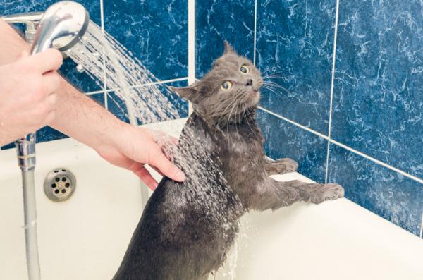 10 rzeczy, których koty boją się najbardziej - 1. Woda