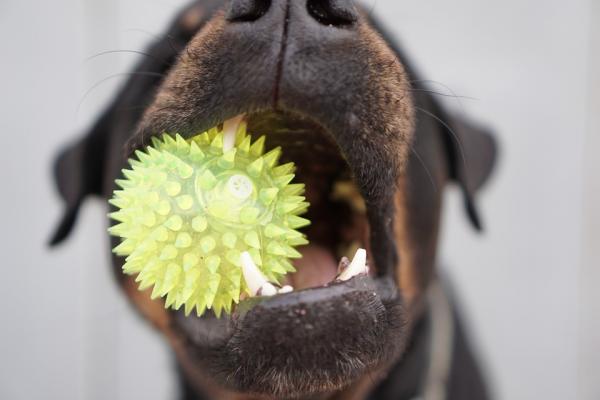 Rany jamy ustnej u psów - Czym są rany jamy ustnej?