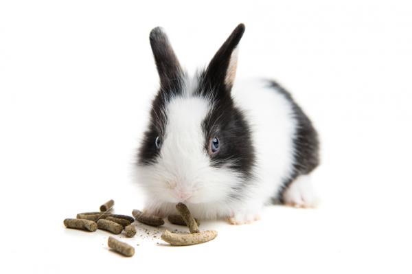 Polecane owoce i warzywa dla królików - Pokarm dla królików