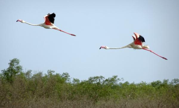 Co jedzą flamingi?  - Inne ciekawostki flamingów i ich diety