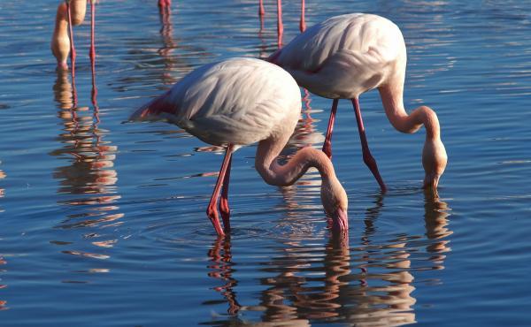 Co jedzą flamingi?  - dieta flamenco 