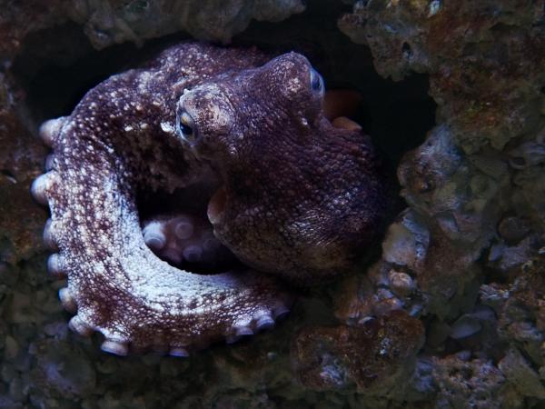 Rodzaje mięczaków - Charakterystyka i przykłady - 8. Ośmiornica zwyczajna lub ośmiornica skalna (Octopus vulgaris)